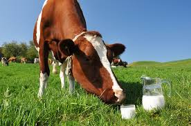 cowpasturemilk