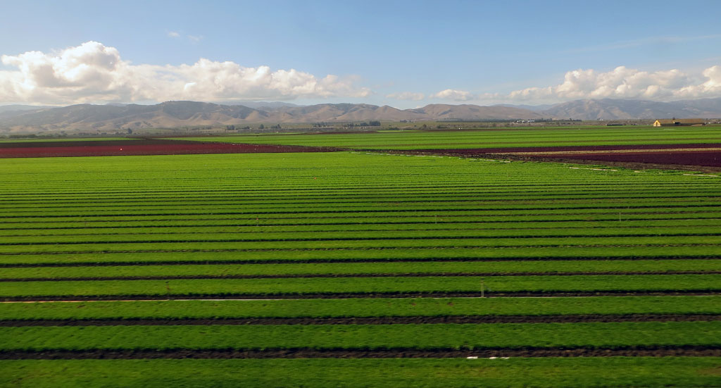 Salinas Valley Green Fields