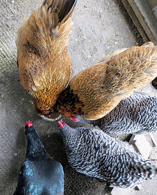 chickens pecking at a clay bowl