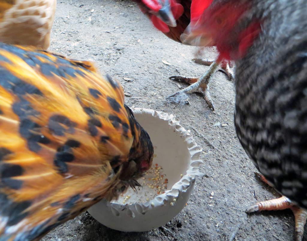 The last hen standing pecking a clay bowl