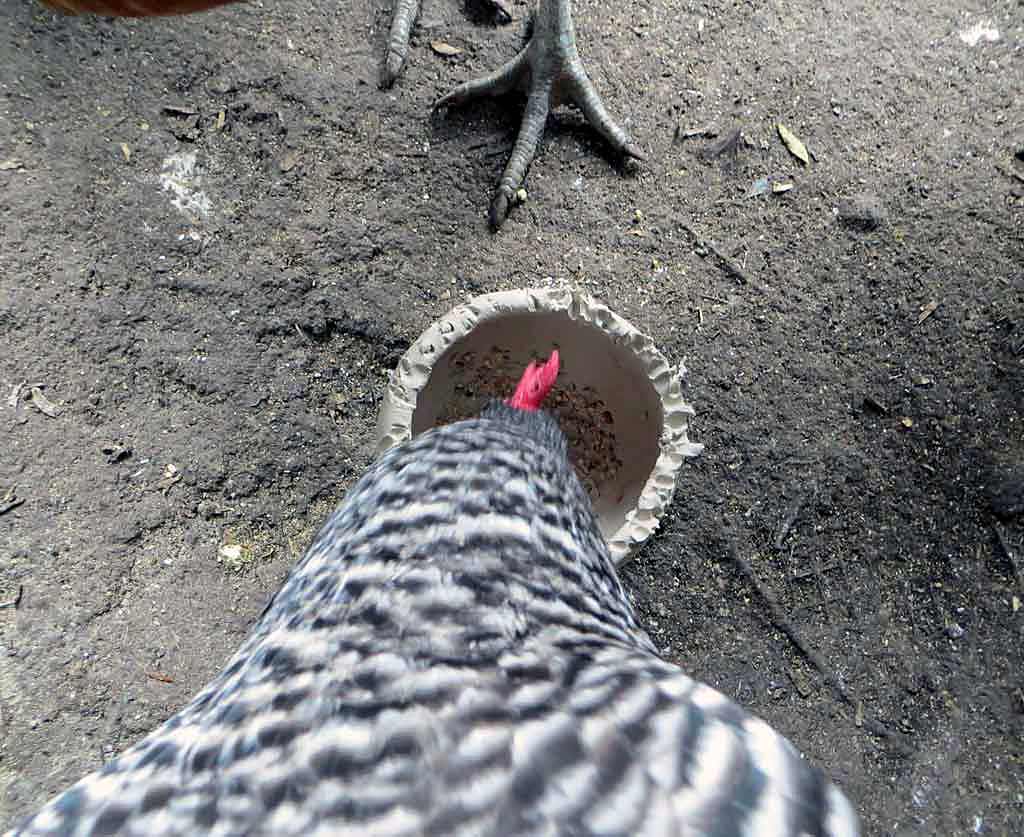 Chicken Making Ceramic Bowl