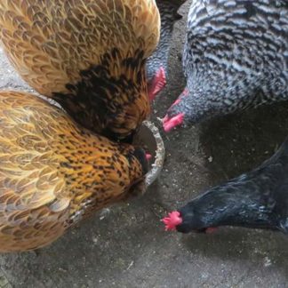 Henpecked Bowls