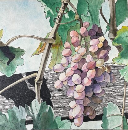 Amador County Grapes